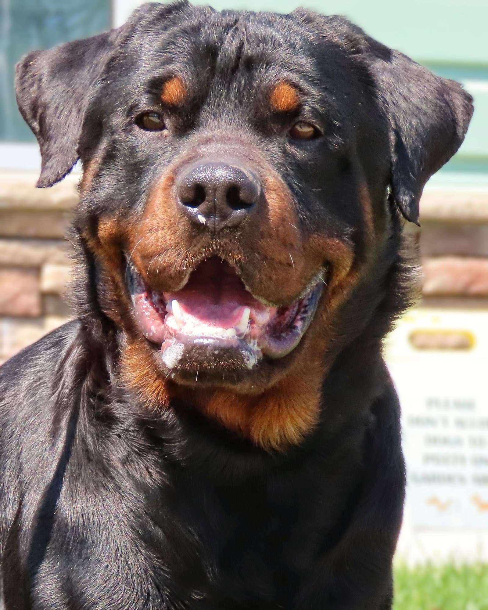 Amityville Rocco - Courtesy Post - Rottweiler