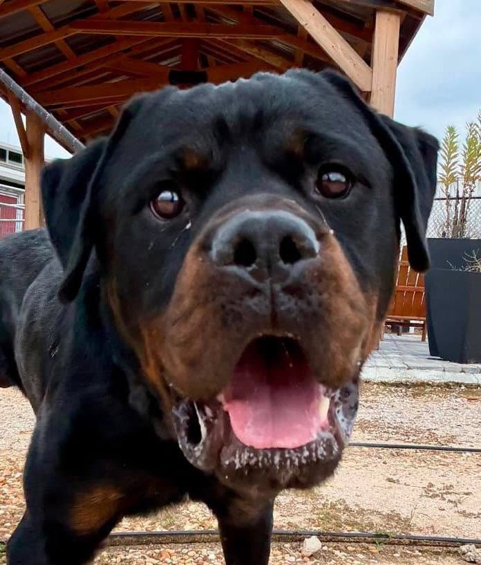 Jackson - Rottweiler