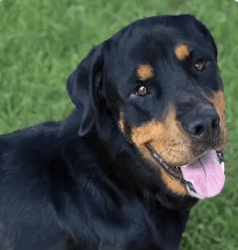 Tiny - Rottweiler