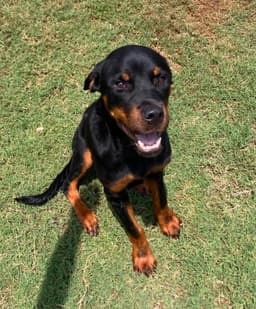 Ellie image 1