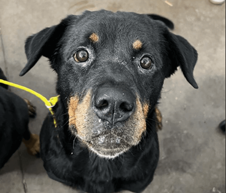 Shyla - Rottweiler