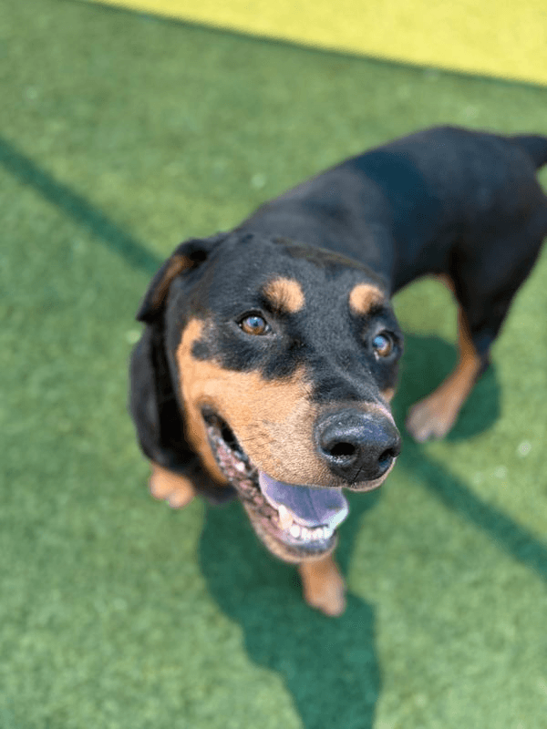 Lexi - Rottweiler