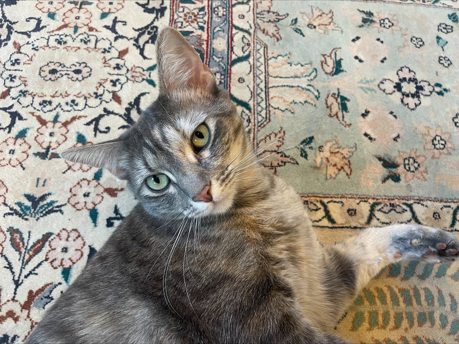 Ivy And Indy Bonded Pair - Domestic Short Hair