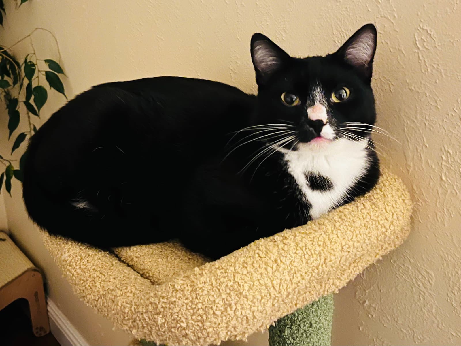 Oreo - Tuxedo
