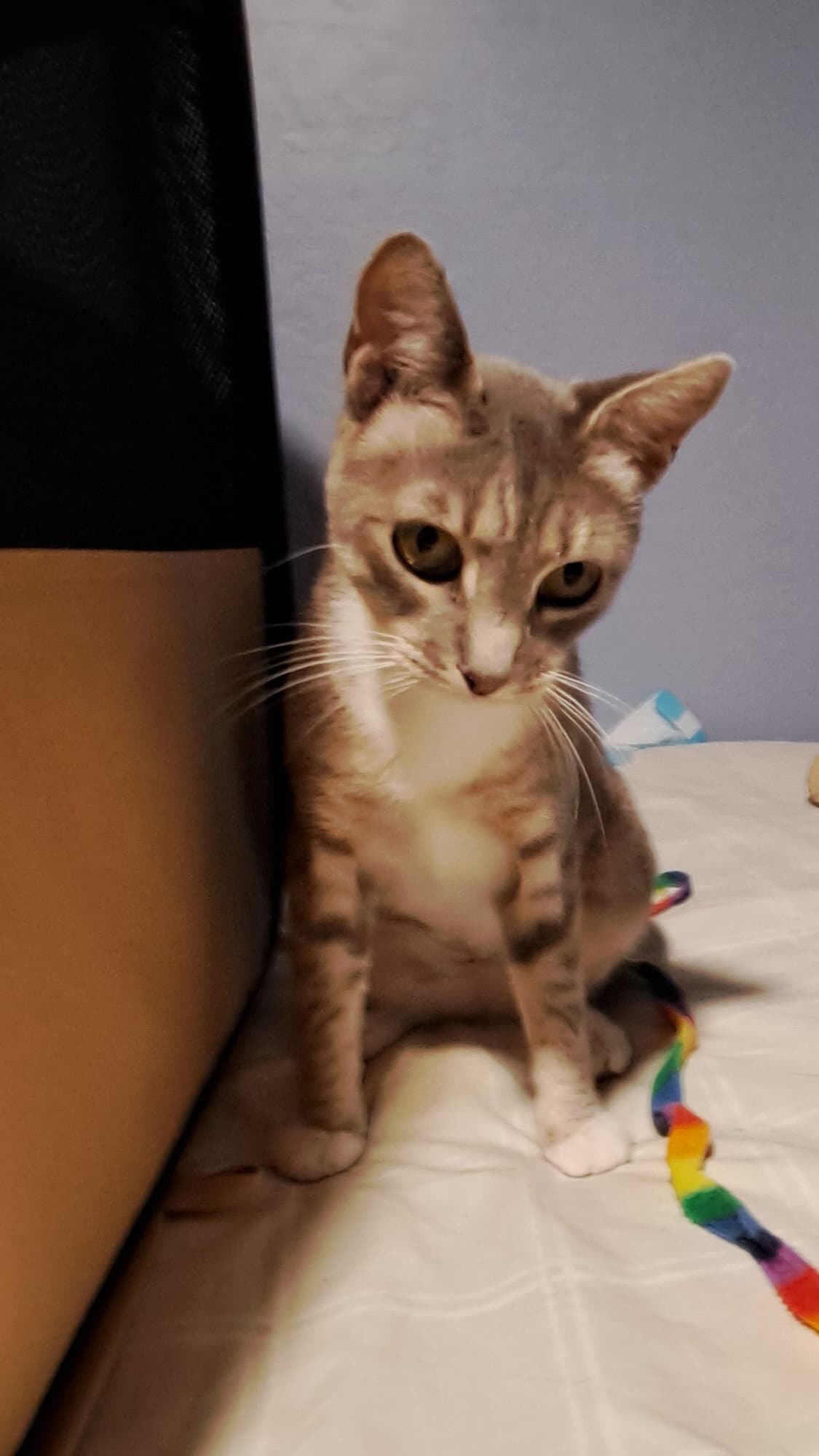 Blue-Ann - Tabby