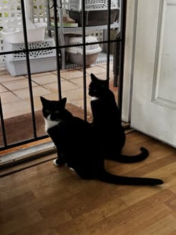 Wednesday And Morticia Addams image 2