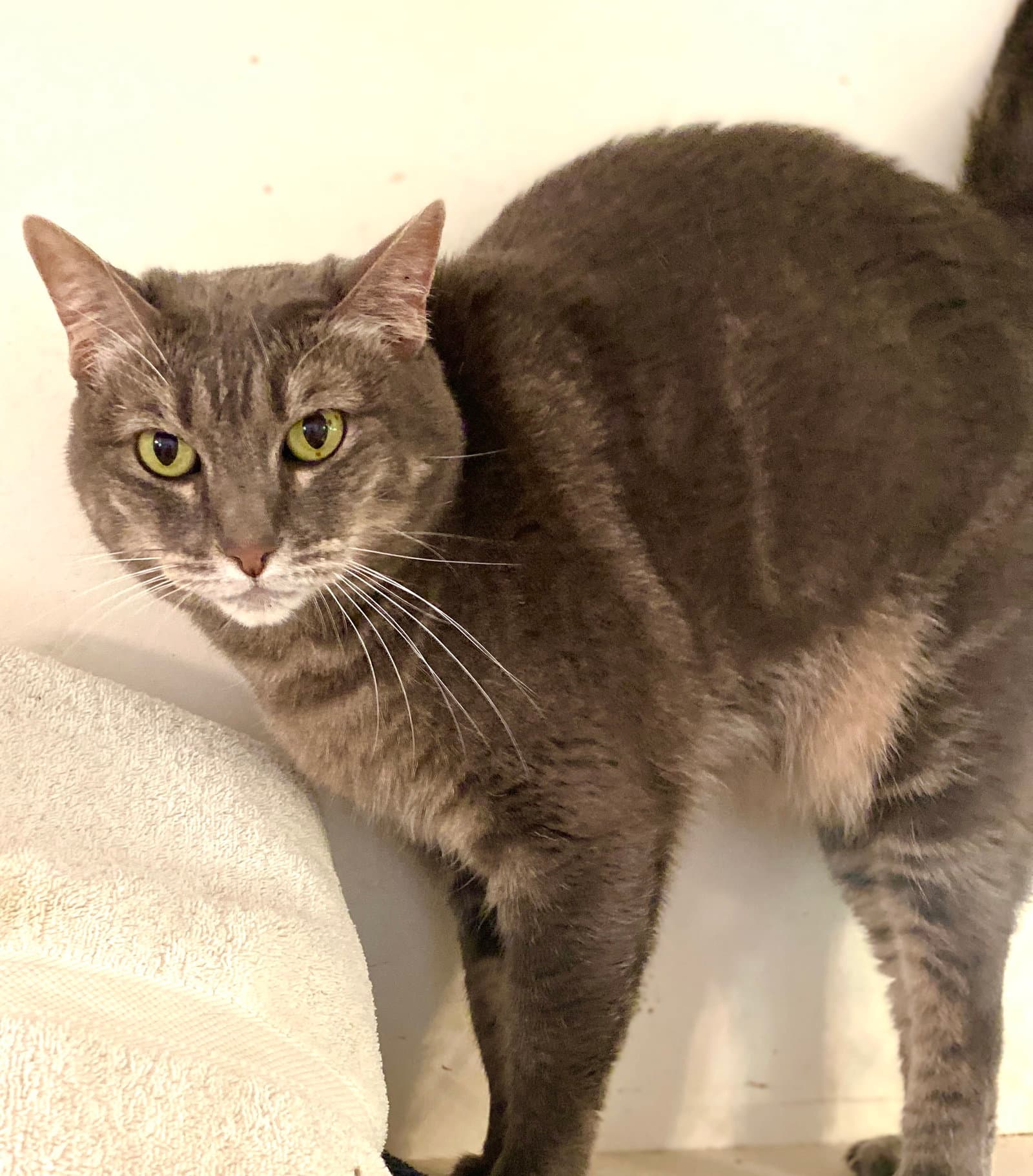 Jumper Jr - Tabby