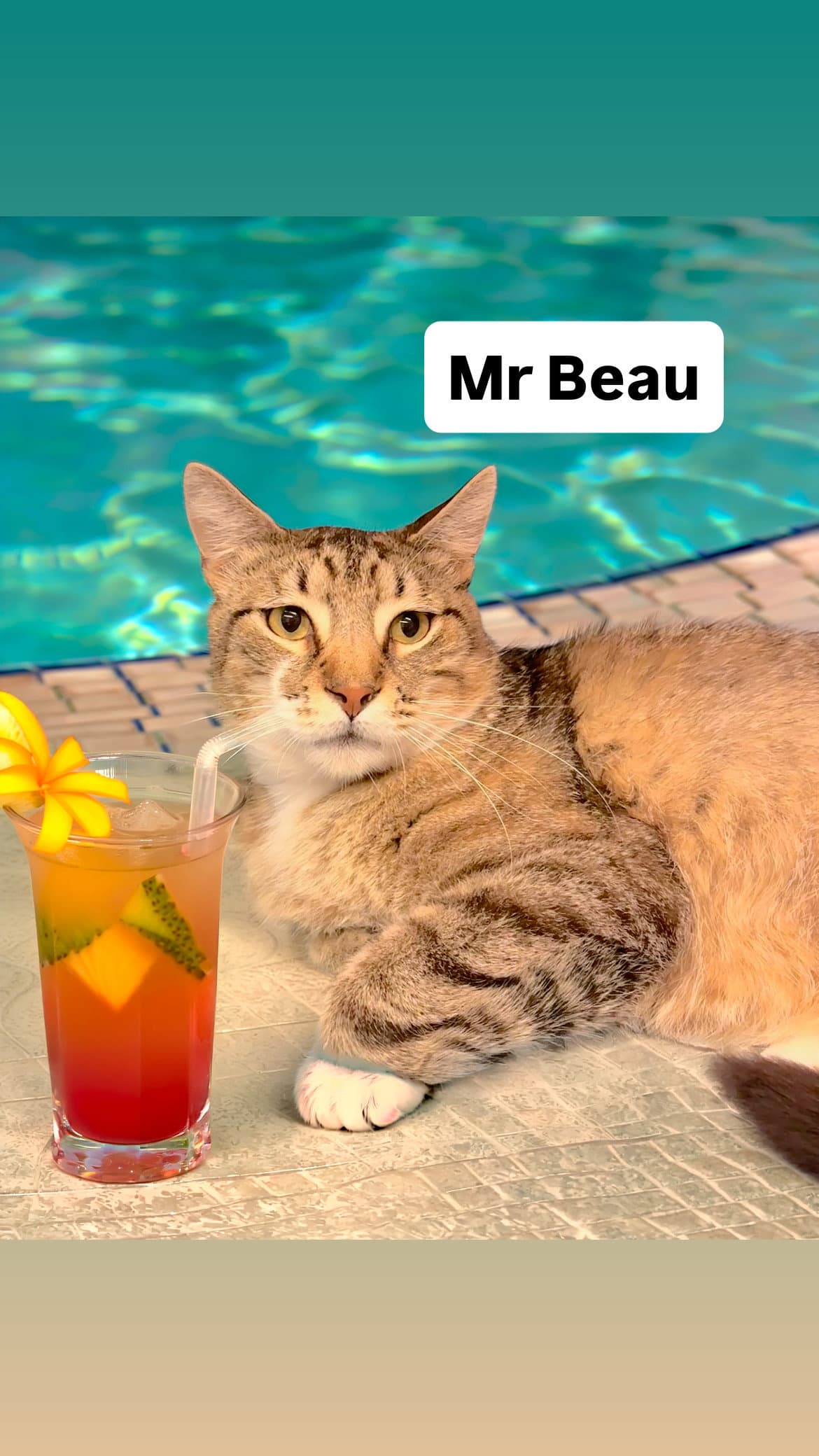 Mr Beau At Martinez Pet Food Express August Nd - Tabby