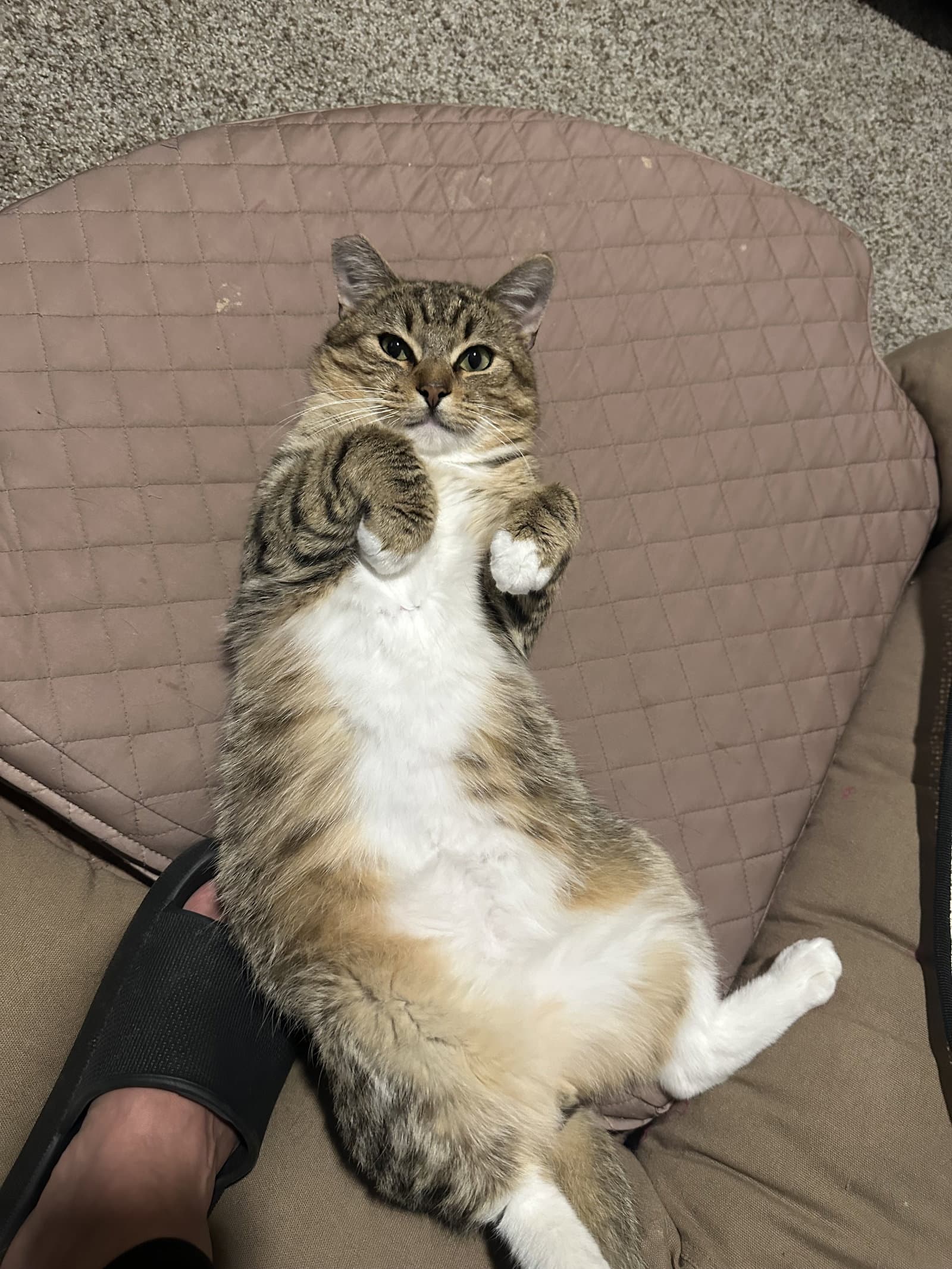Meatball - Domestic Short Hair