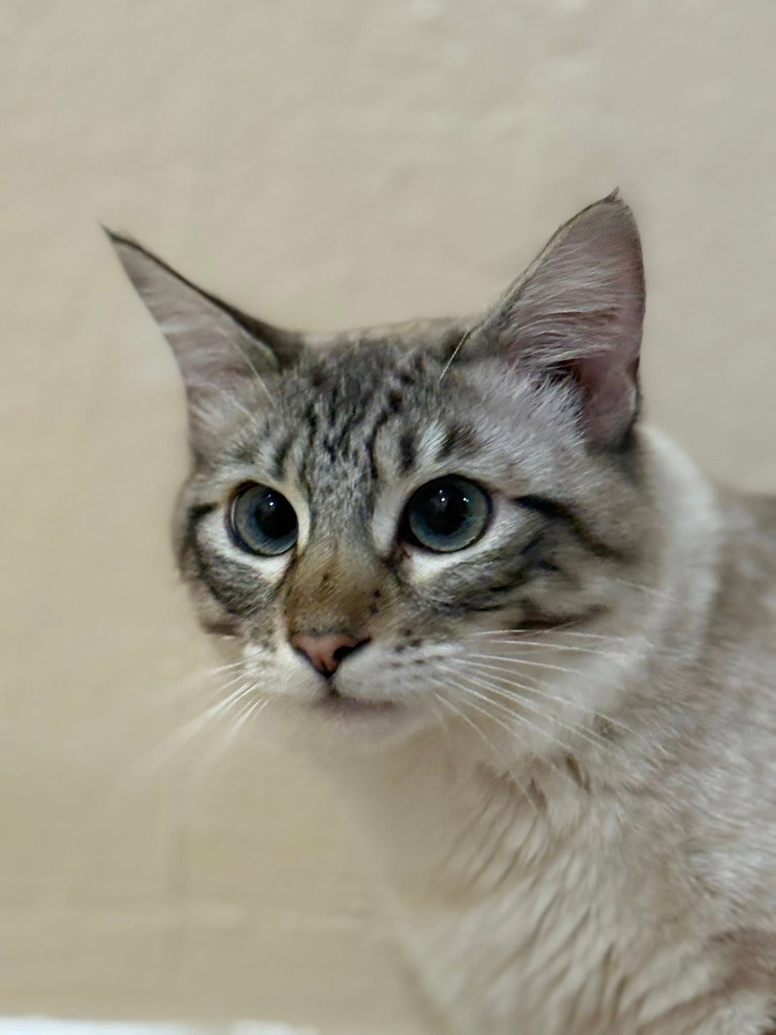 Cleo Adopt With Hidden