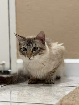 Cleo Adopt With Hidden image 2