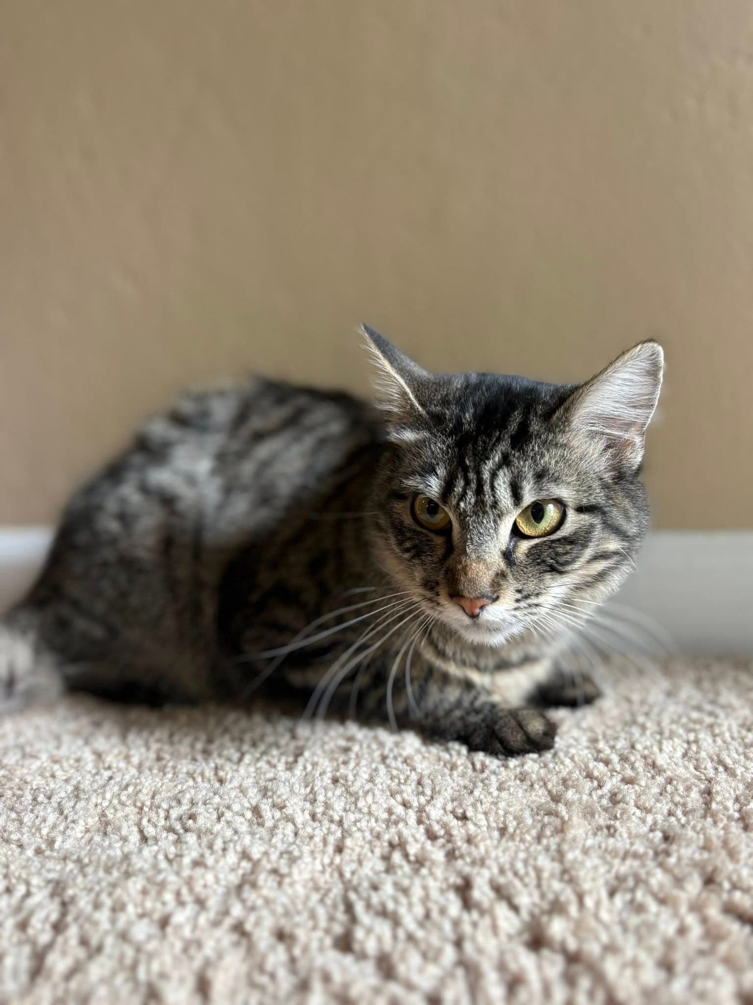 Hidden Adopt With Cleo - Tabby