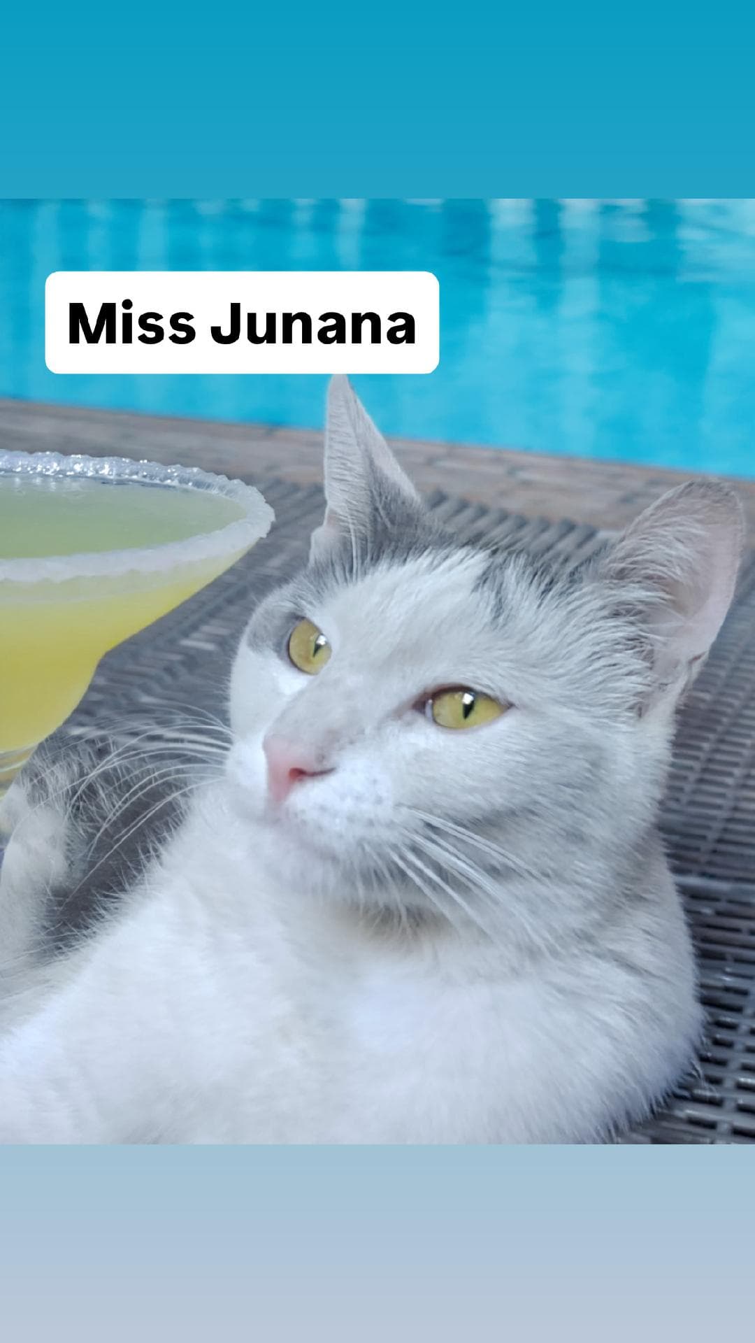 Miss Junana At Martinez Pet Food Express June - Domestic Short Hair