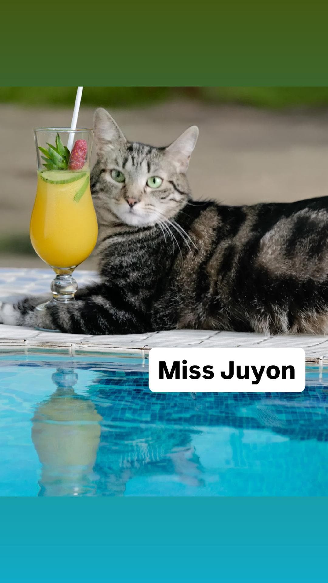 Miss Juyon At Martinez Pet Food Express June Th - Tabby