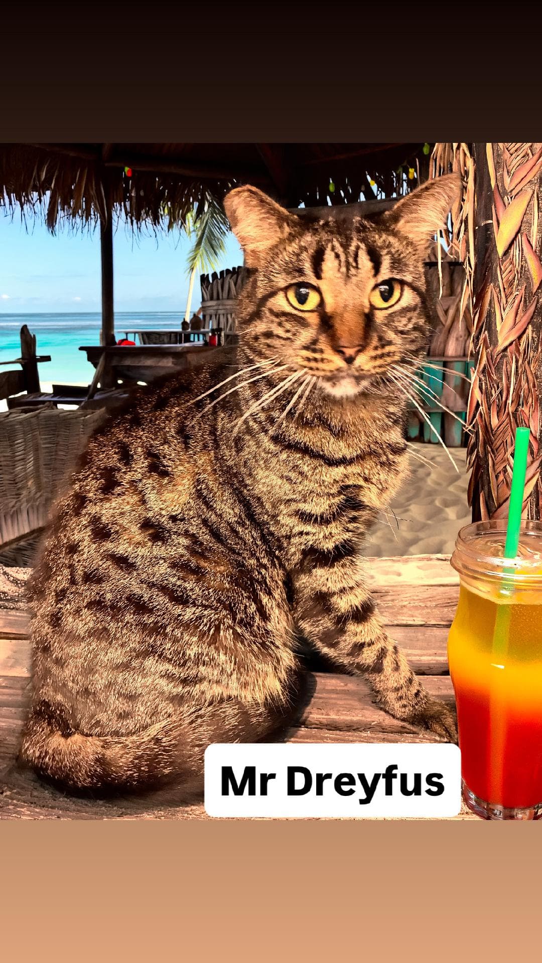 Mr Dreyfus At Martinez Pet Food Express June Th - Domestic Short Hair