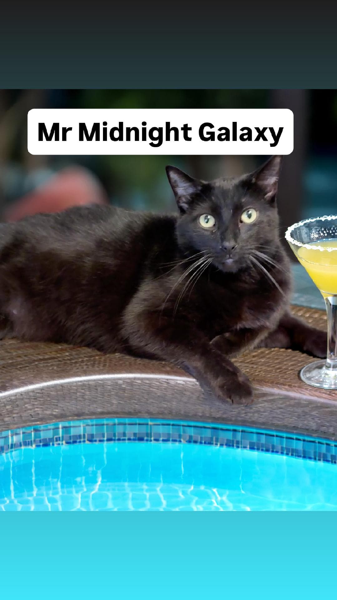 Mr Midnight Galaxy At Martinez Pfe June Th - Domestic Short Hair