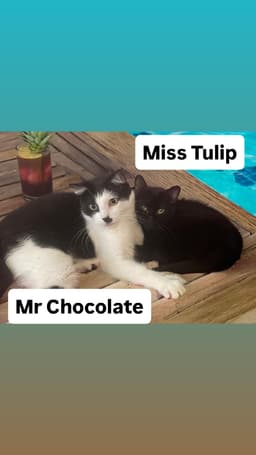 Mr Chocolate And Miss Tulip At Martinez Pfe image 1