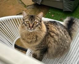 Linx image 2