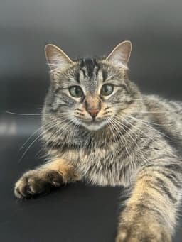 Binx image 1