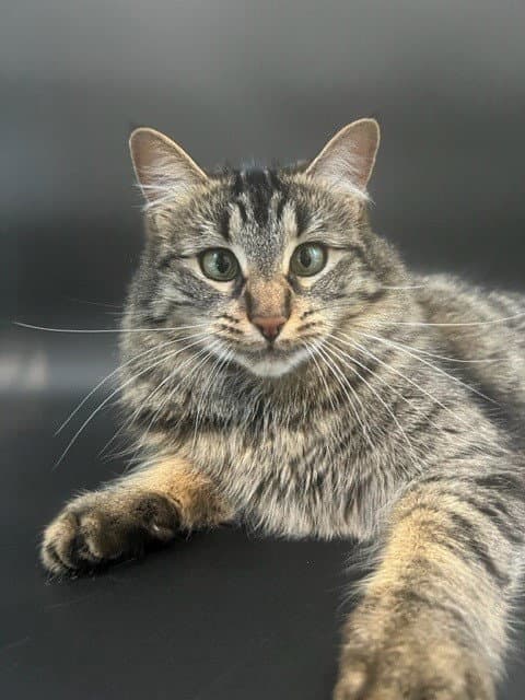 Binx - Tabby