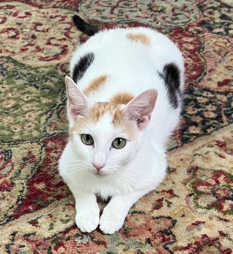 Willamina - Calico