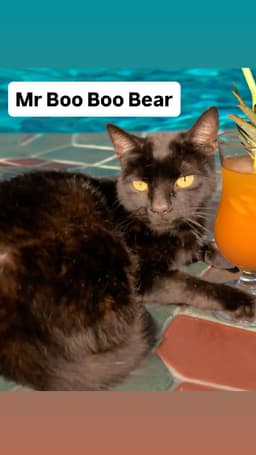 Mr Boo Boo Bear At Martinez Pet Food Express image 1