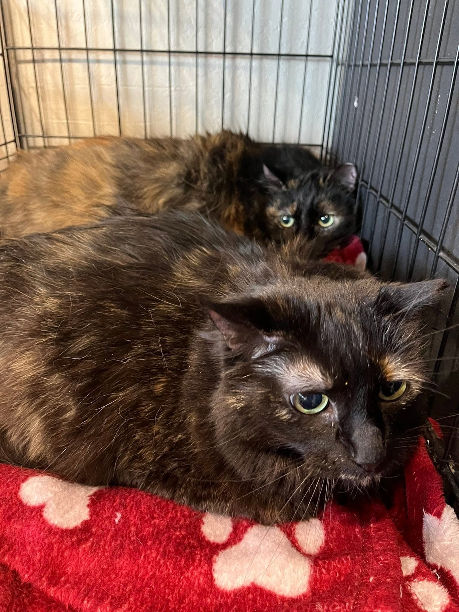 Big Cat And Lady Cat - Tortoiseshell