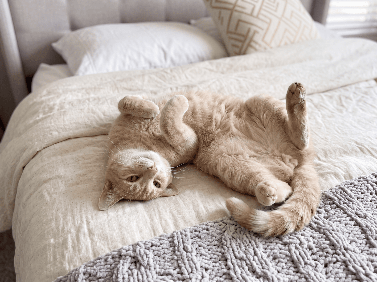 Casey - Abyssinian