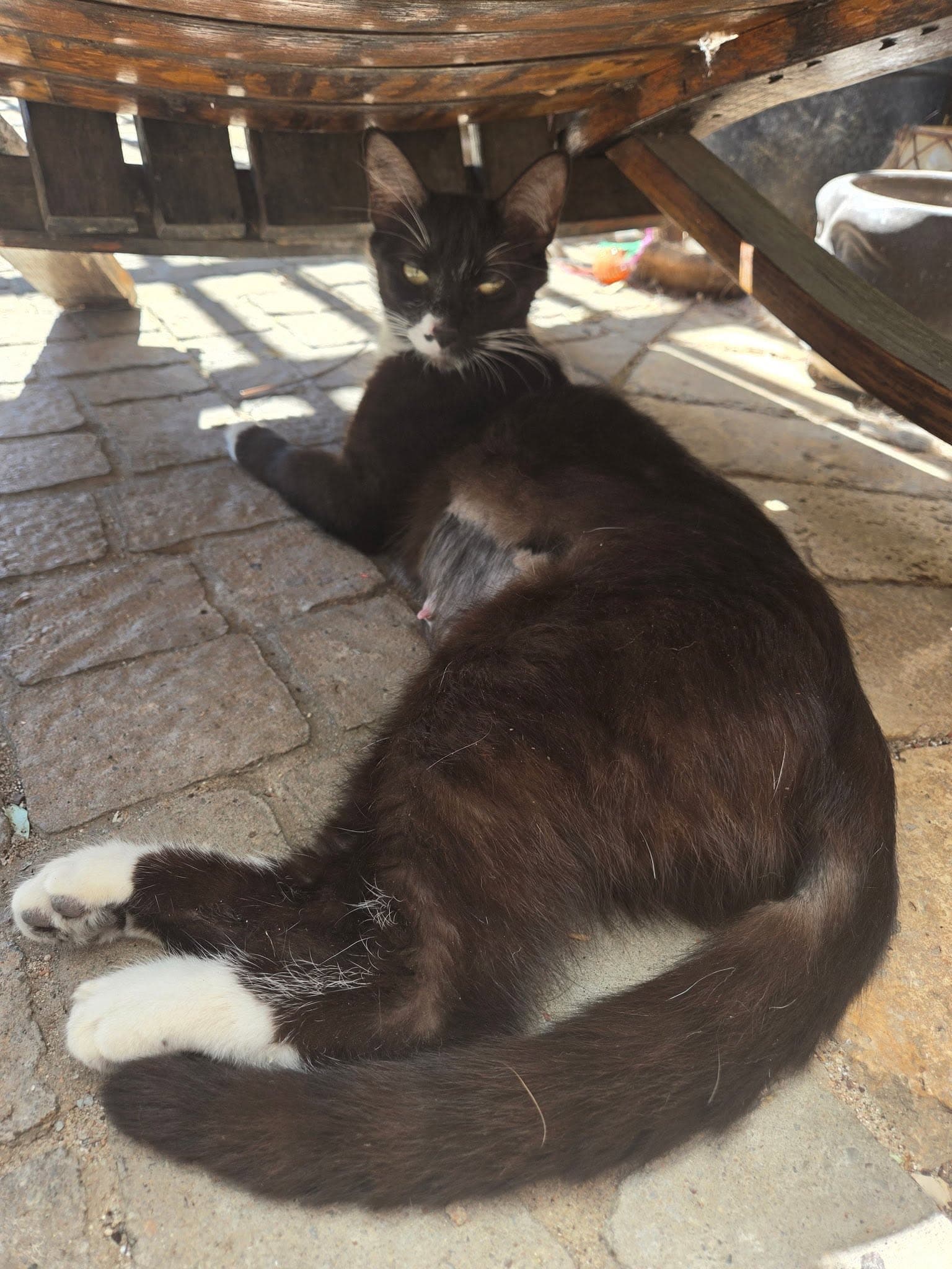 Flo - Domestic Medium Hair