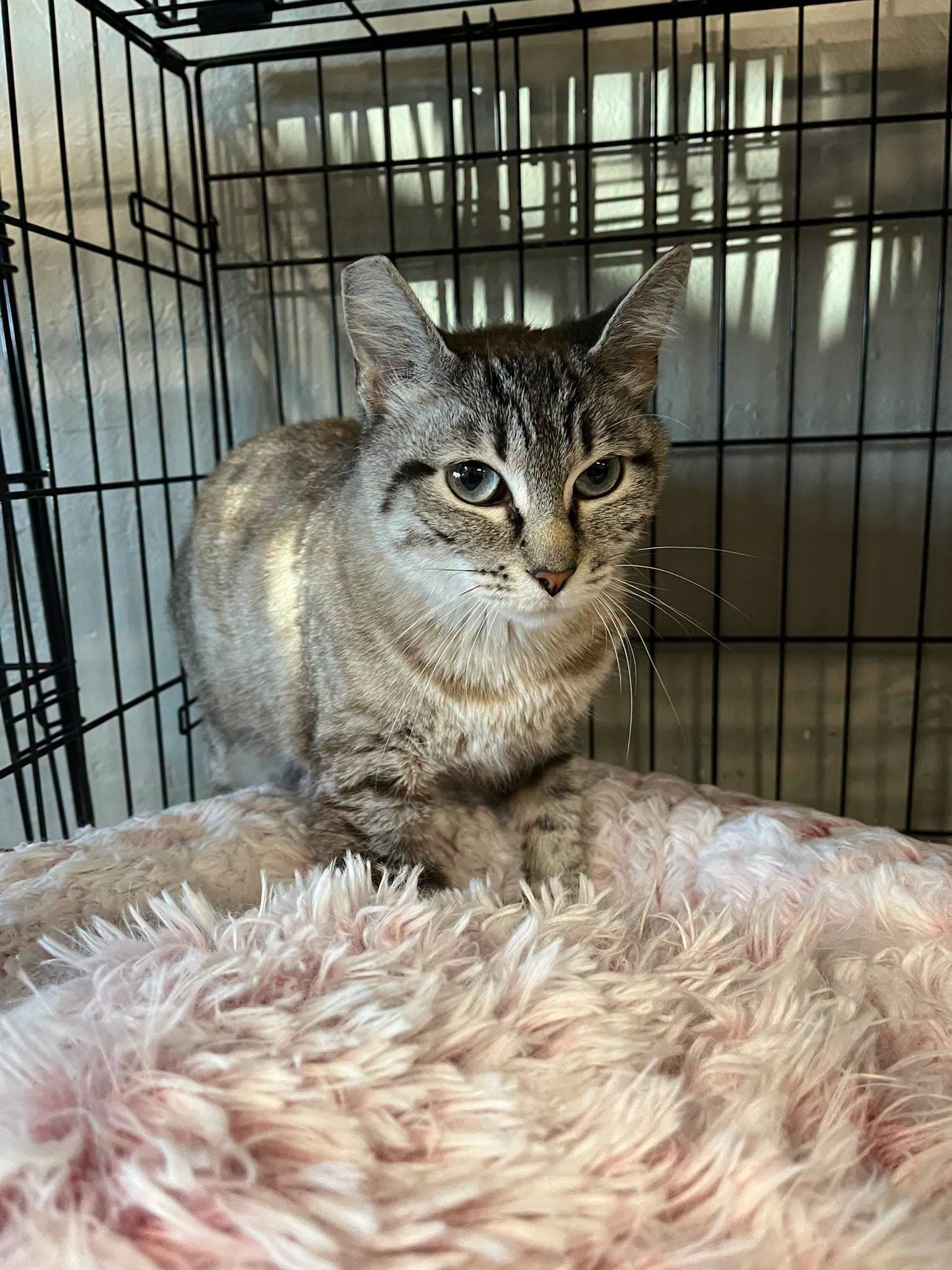 Gigi - Siamese
