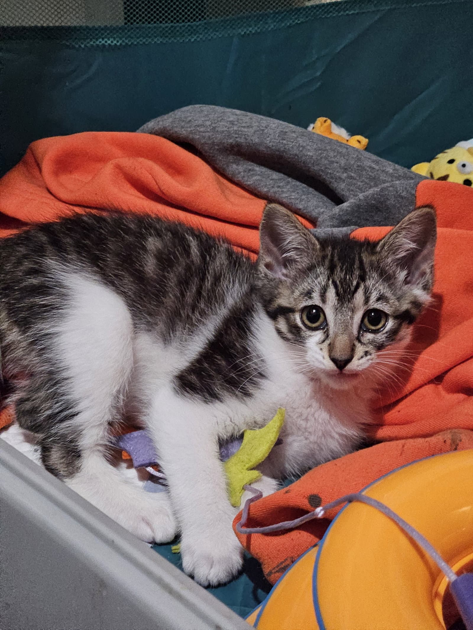 Ler - Domestic Medium Hair