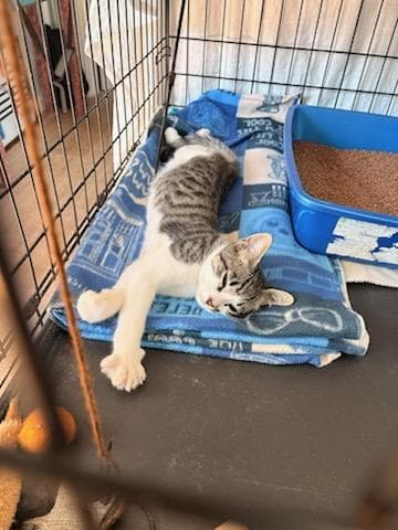 Remi - Domestic Short Hair