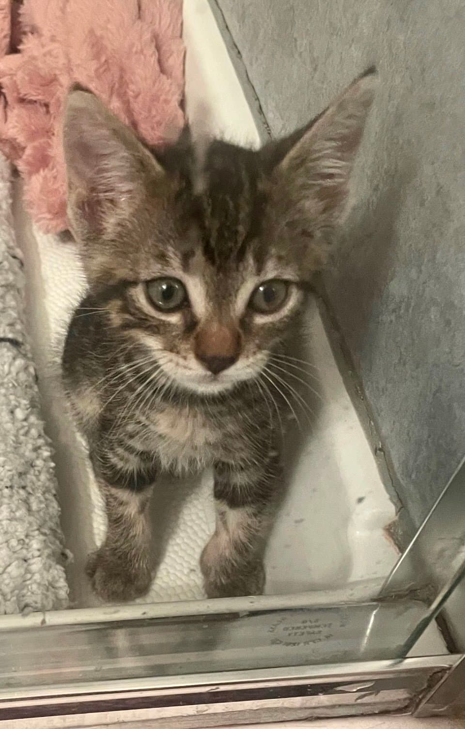 Ziggy - Domestic Short Hair