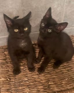 Legend image 1