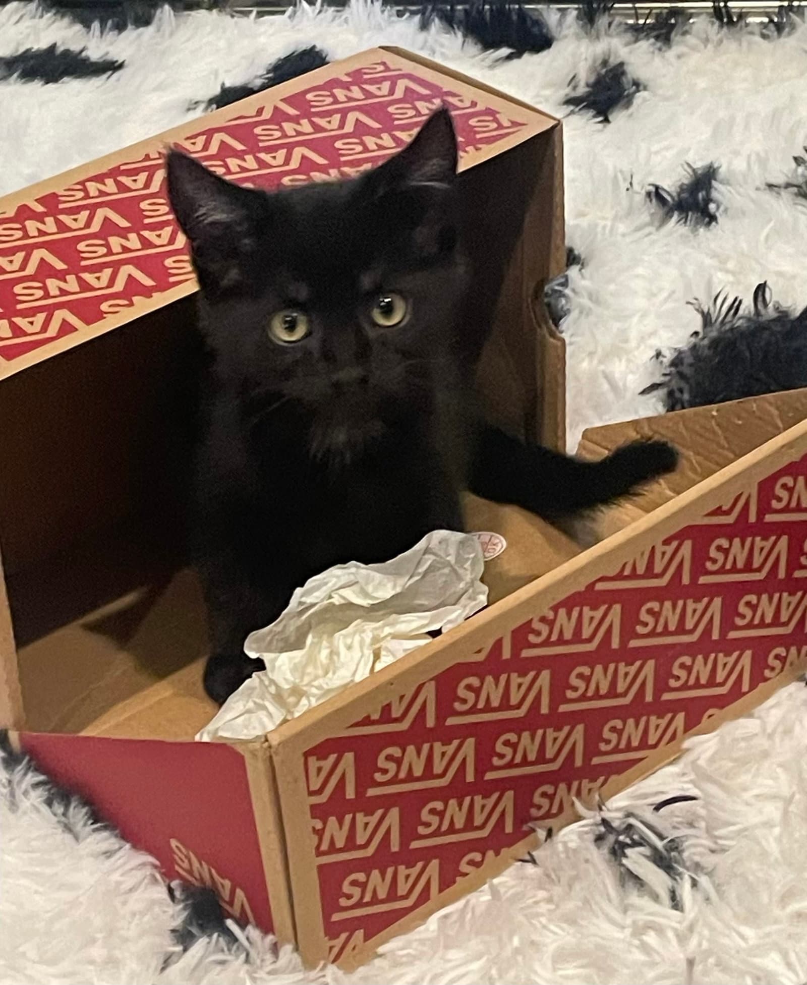 Hendrix - Domestic Short Hair