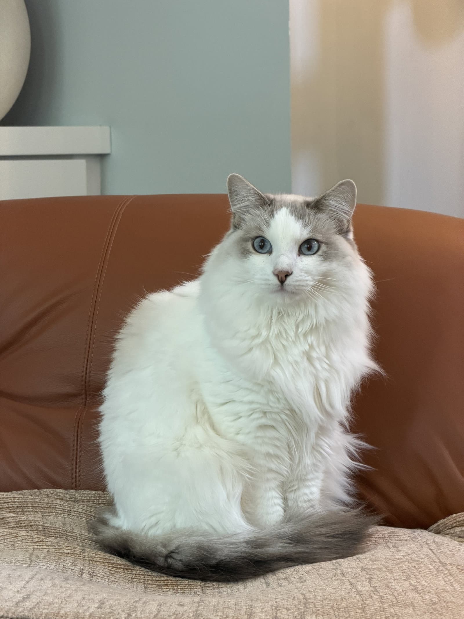 Lucy - Ragdoll