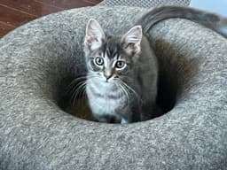 Pickles image 1