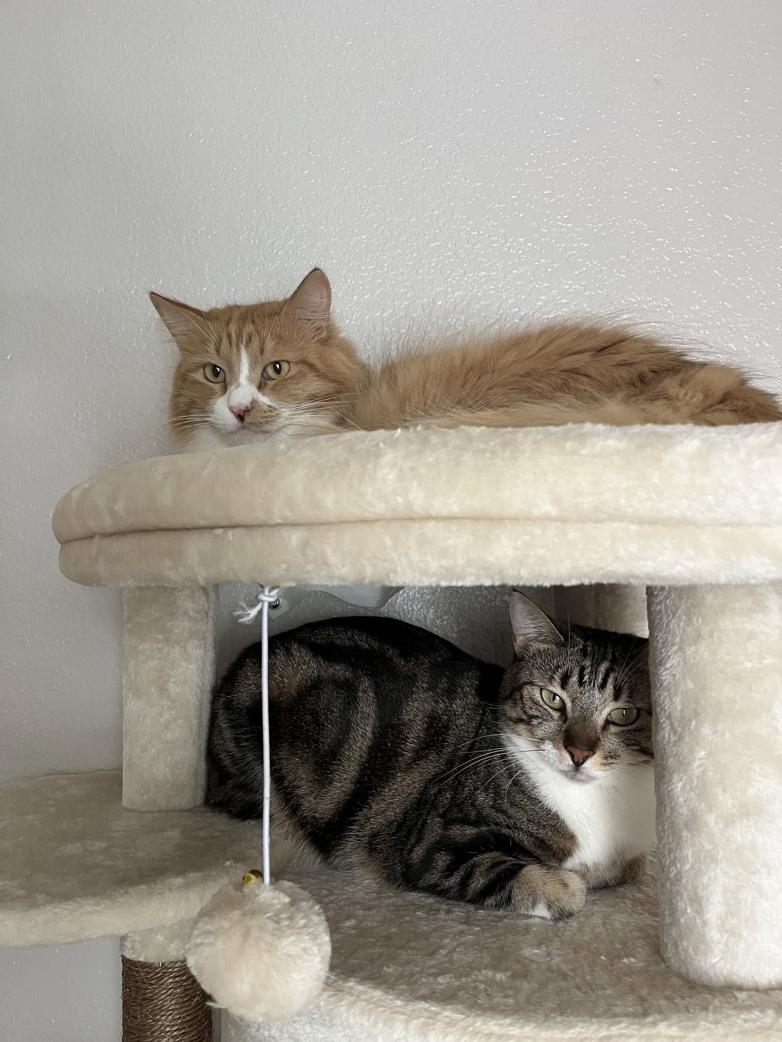 Alfie Percy Luna Foxy Theodora Marbles And Su - Domestic Medium Hair