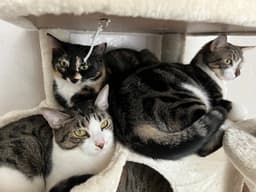 Alfie Percy Luna Foxy Theodora Marbles And Su image 2