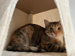 Alfie Percy Luna Foxy Theodora Marbles And Su image 4