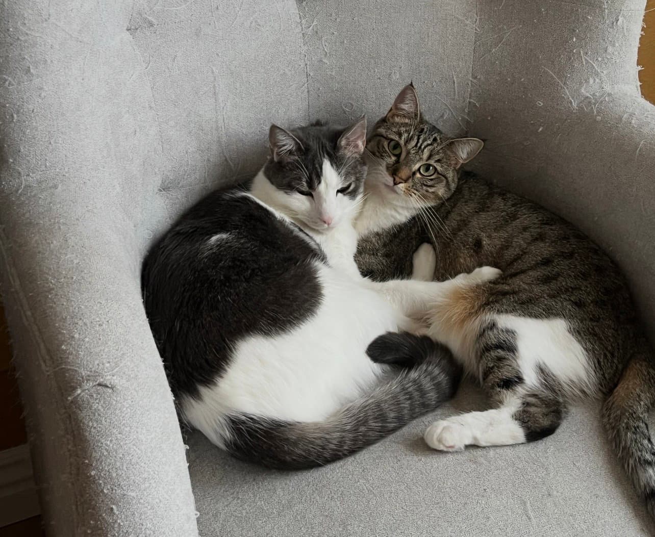 Chanel Fendi Gucci Hermes And Smokey - Domestic Medium Hair