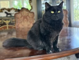 Elvira image 1