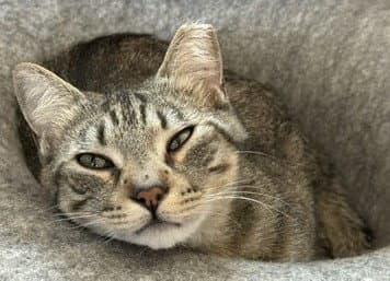 Goldie - Tabby