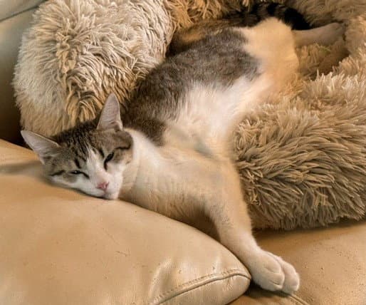 Stella - Tabby