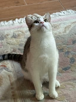 Stella image 2