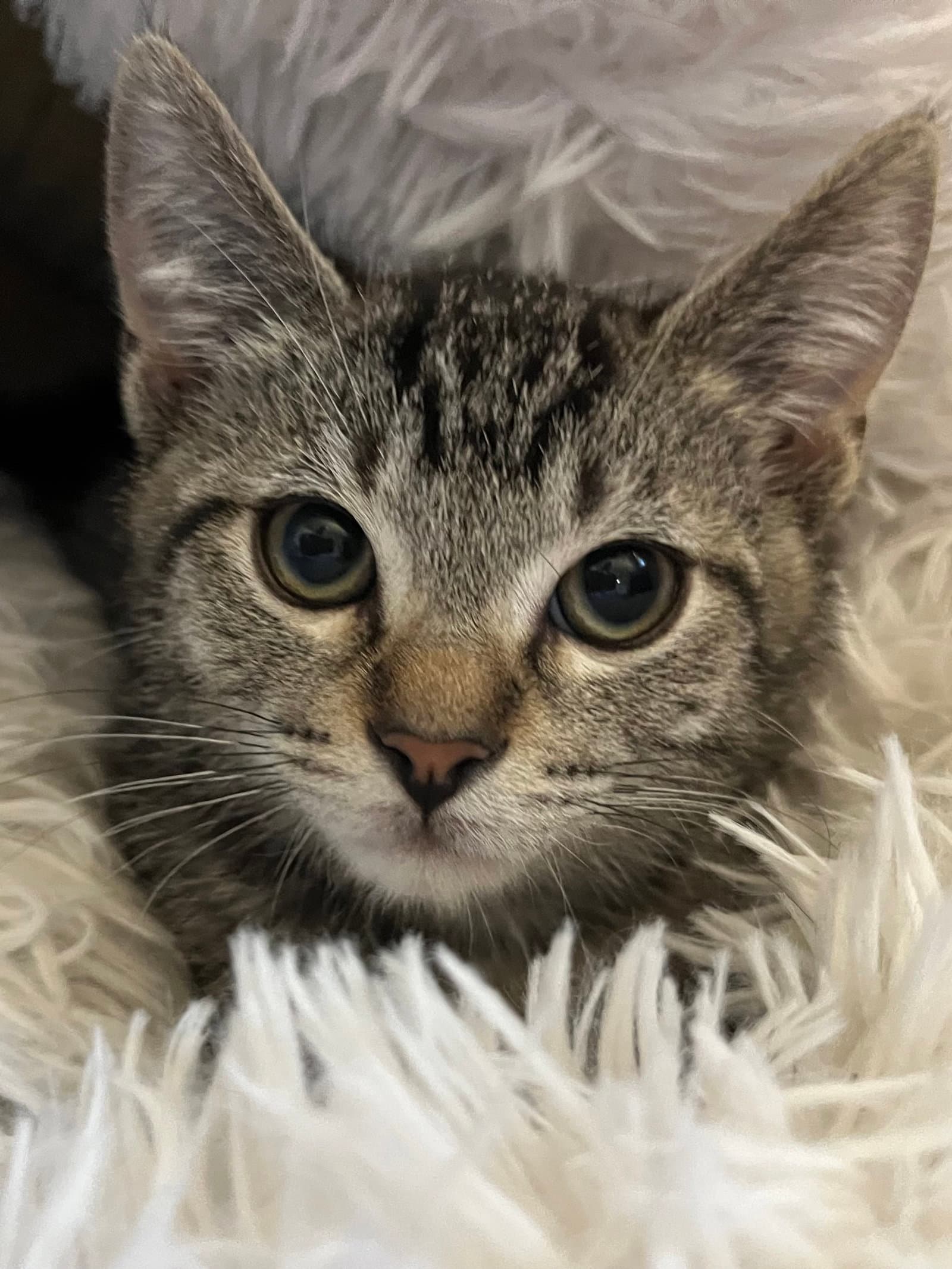 Tabby Boy - Tabby