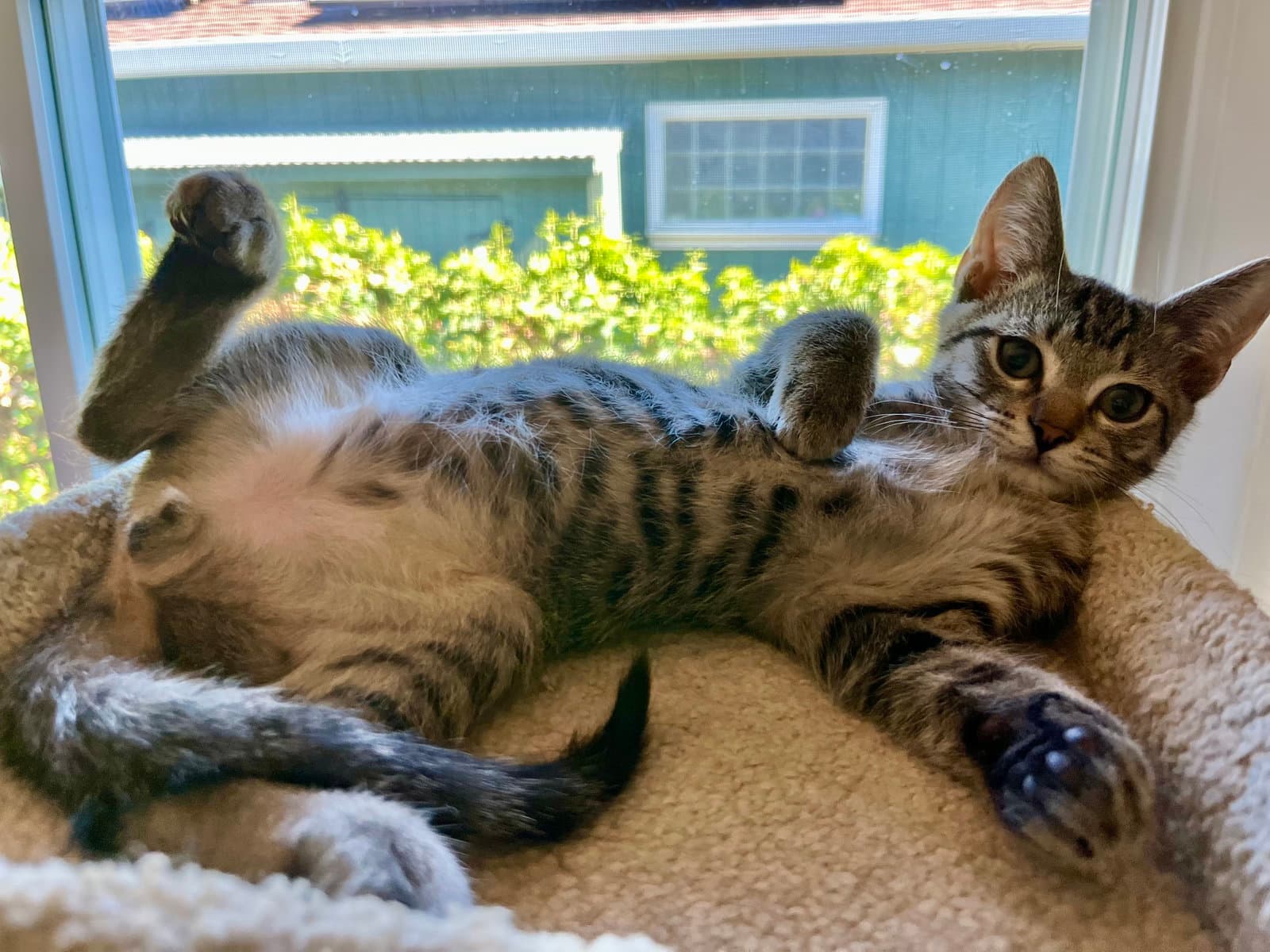 Tabby Boy - Tabby