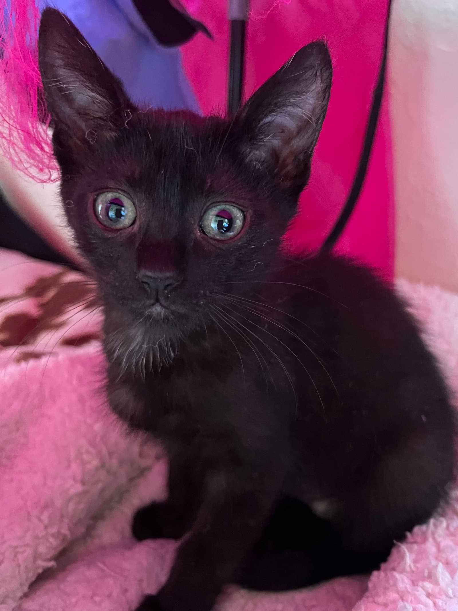 Minnie - Domestic Short Hair