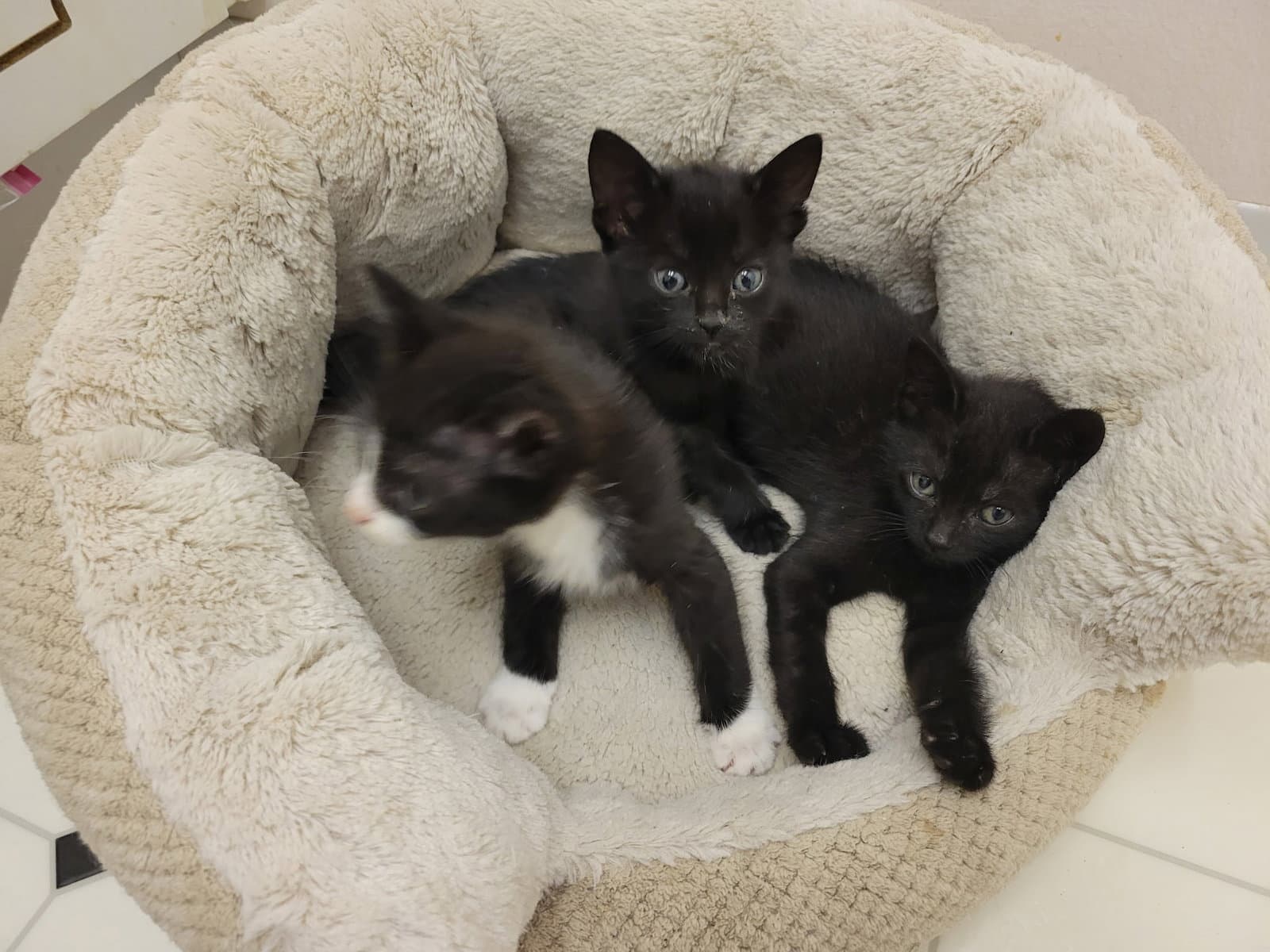 Pepper - Domestic Short Hair