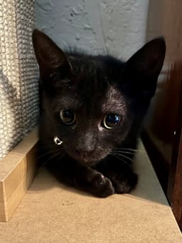 Pepper image 1